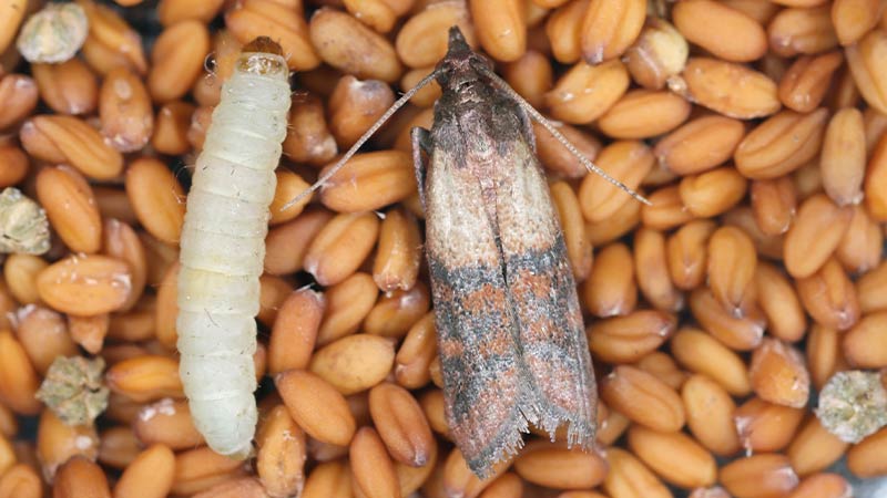 Come eliminare le tarme nel cibo e gli insetti della farina